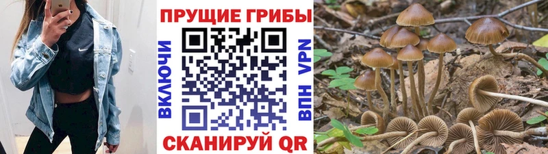 Галлюциногенные грибы Magic Shrooms  где продают наркотики  Железноводск 